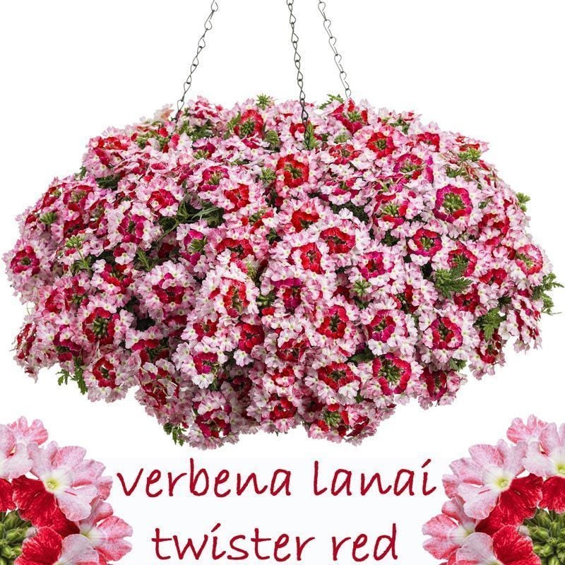 3 renkli sarkan mine fidesi verbena lanai twister red 1 fide