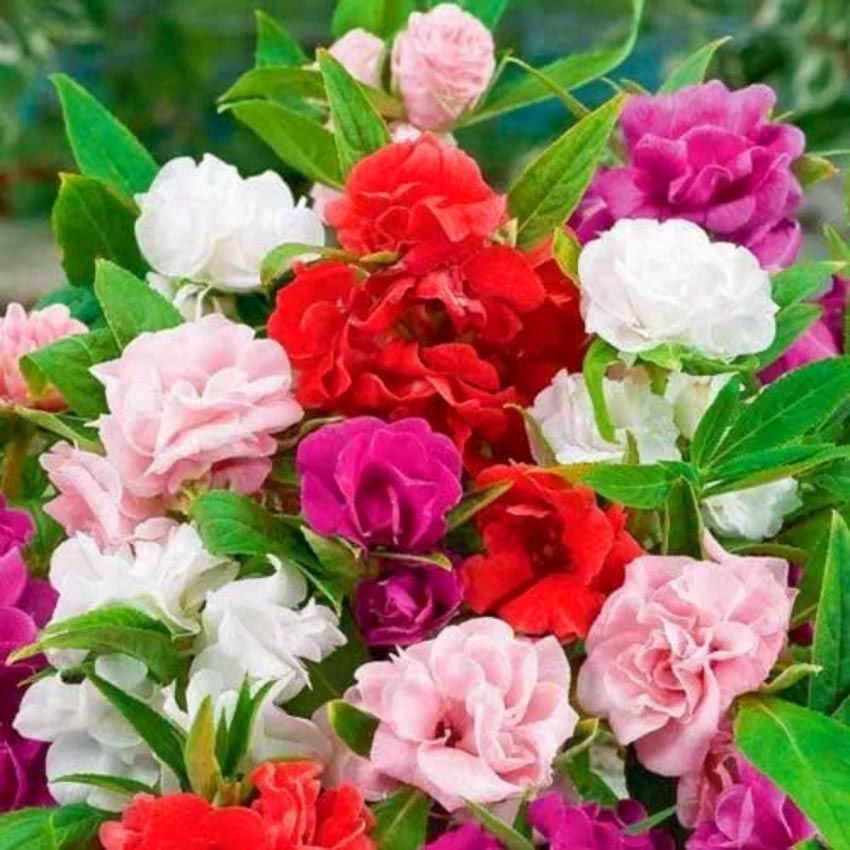 Kına çiçeği tohumu kamelya çiçekli impatiens balsamina mix