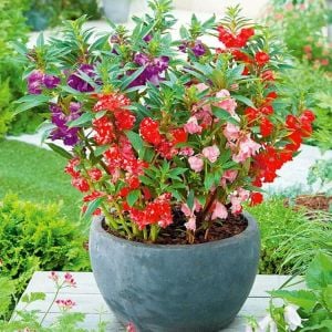 Kına çiçeği tohumu kamelya çiçekli impatiens balsamina mix