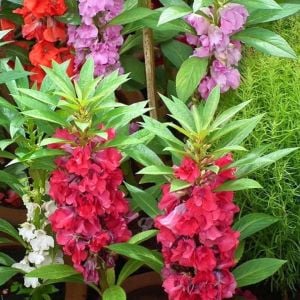 Kına çiçeği tohumu kamelya çiçekli impatiens balsamina mix