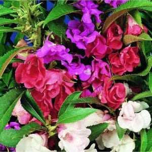 Kına çiçeği tohumu kamelya çiçekli impatiens balsamina mix