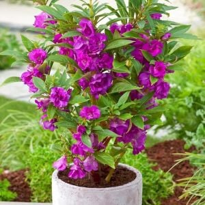 Kına çiçeği tohumu kamelya çiçekli impatiens balsamina mix