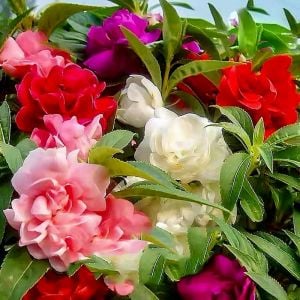 Kına çiçeği tohumu kamelya çiçekli impatiens balsamina mix