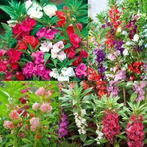 Kına çiçeği tohumu kamelya çiçekli impatiens balsamina mix