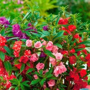 Kına çiçeği tohumu kamelya çiçekli impatiens balsamina mix
