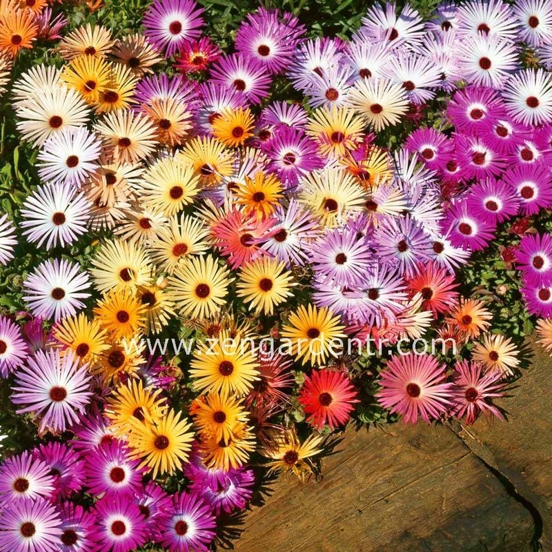 Dorotheanthus tohumu bellidiformis mezem buz çiçeği tohumu