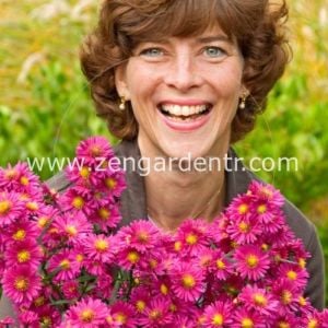 Lila aster soğanı kök saraypatı çiçeği royal ruby