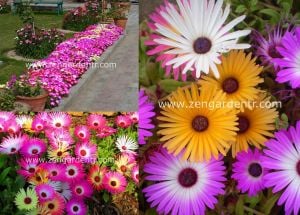 Dorotheanthus tohumu bellidiformis mezem buz çiçeği tohumu