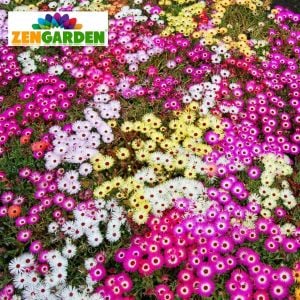 Dorotheanthus tohumu bellidiformis mezem buz çiçeği tohumu