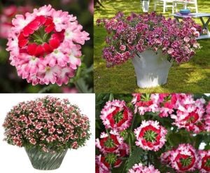 3 renkli sarkan mine fidesi verbena lanai twister red 3 fide