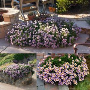 Sarkan papatya erigeron fidesi pembe çiçekli glaucus