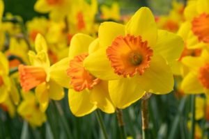 Carbineer nergis soğanı hoş kokulu 5 adet