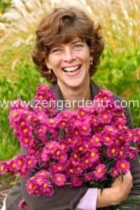 Lila aster soğanı kök saraypatı çiçeği royal ruby 1 adet