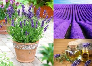 Yağlık lavanta angustifolia fidesi