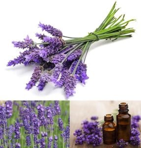 Yağlık lavanta angustifolia fidesi