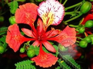 Delonix regia tohumu dünyanın en güzel ağacı flamboyant