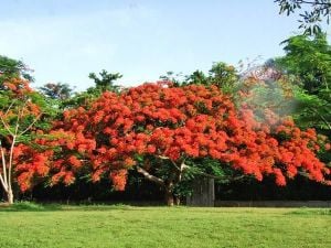 Delonix regia tohumu dünyanın en güzel ağacı flamboyant