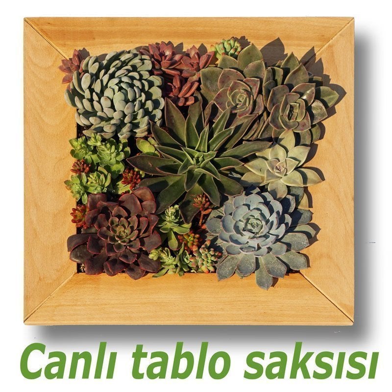 Ahşap çerçeveli duvar saksı sukulent için yaşayan tablo saksı