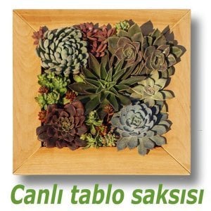 Ahşap çerçeveli duvar saksı sukulent için yaşayan tablo saksı