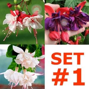 SET 1 küpeli çiçeği fidesi 3 adet XXL büyük katmerli çiçekli