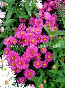 Lila aster soğanı kök saraypatı çiçeği royal ruby 10 adet