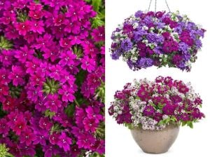 Mürdüm sarkan mine fidesi verbena vectura royal plum 3 fide