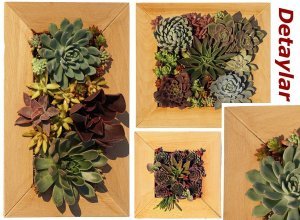 Ahşap çerçeveli duvar saksı sukulent için yaşayan tablo saksı Büyük Kare