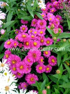 Lila aster soğanı kök saraypatı çiçeği royal ruby 25 adet