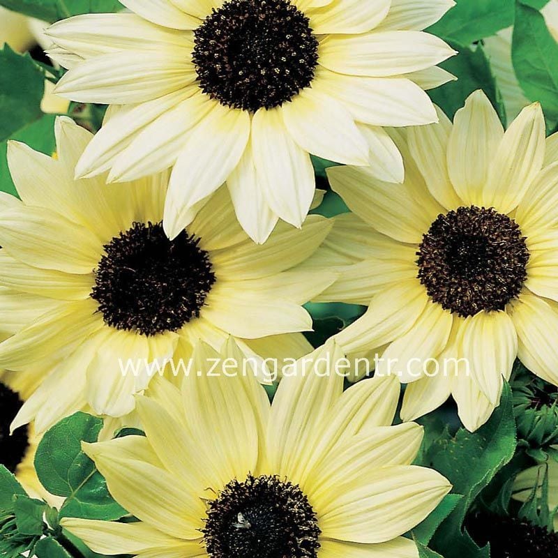 Beyaz ayçiçek tohumu italyan ayçiçeği helianthus debilis ssp.