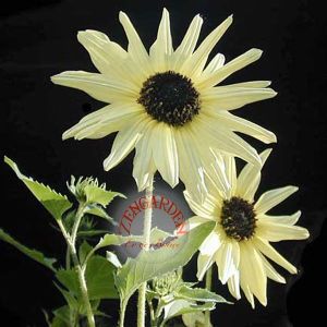 Beyaz ayçiçek tohumu italyan ayçiçeği helianthus debilis ssp.
