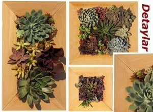 Ahşap çerçeveli duvar saksı sukulent için yaşayan tablo saksı Dikdörtgen