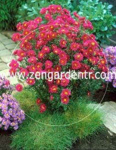 Lila aster soğanı kök saraypatı çiçeği royal ruby 50 adet