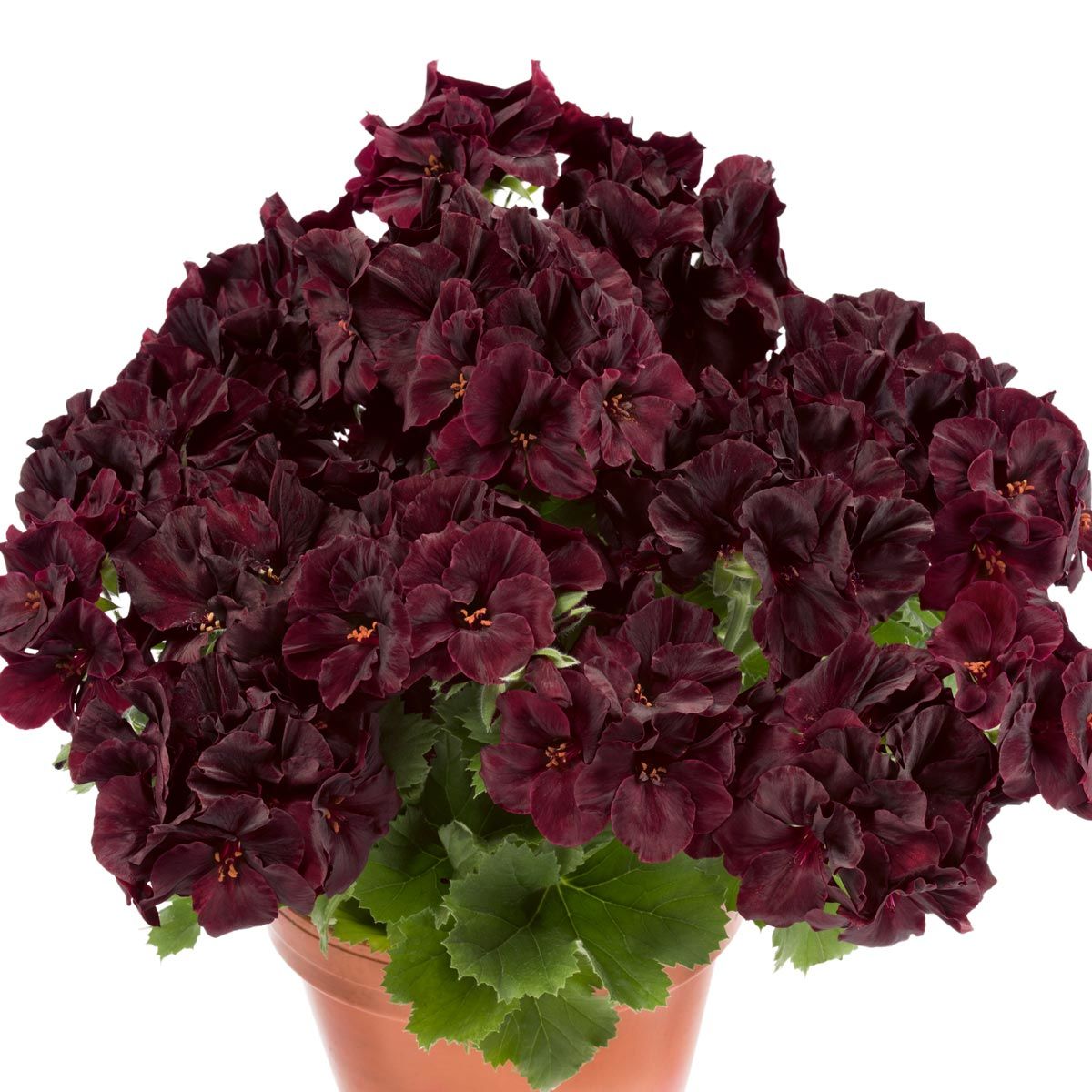 Siyah kadife canan sardunya fidesi pelargonium aristo black velvet