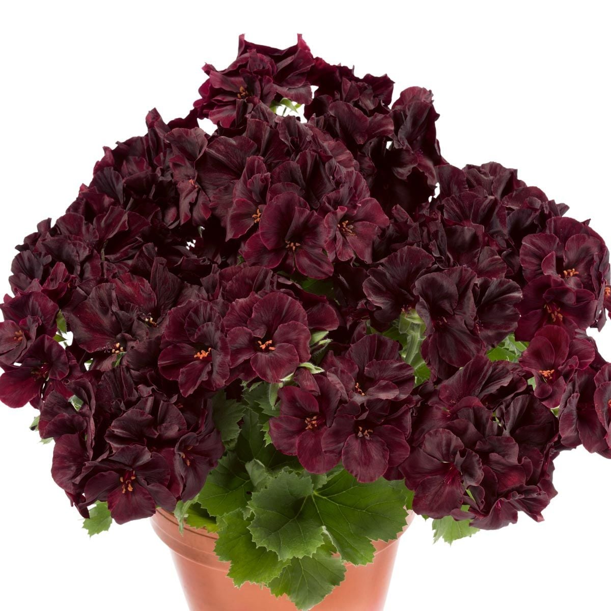 Siyah kadife canan sardunya fidesi pelargonium aristo black velvet