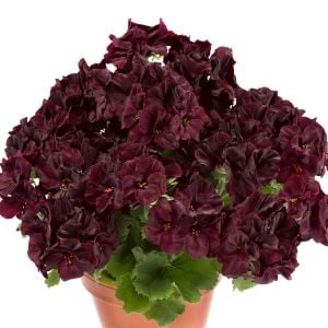 Siyah kadife canan sardunya fidesi pelargonium aristo black velvet