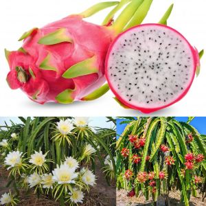 Beyaz ejder meyvesi tohumu pitaya hylocereus triangularis kokulu