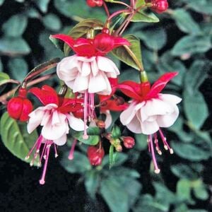 Küpeli çiçeği fidesi fuchsia matt busby iri katmerli çiçekli