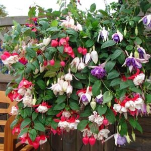 Küpeli çiçeği fidesi fuchsia matt busby iri katmerli çiçekli