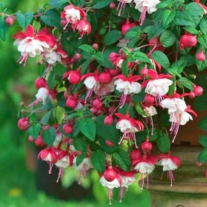 Küpeli çiçeği fidesi fuchsia matt busby iri katmerli çiçekli