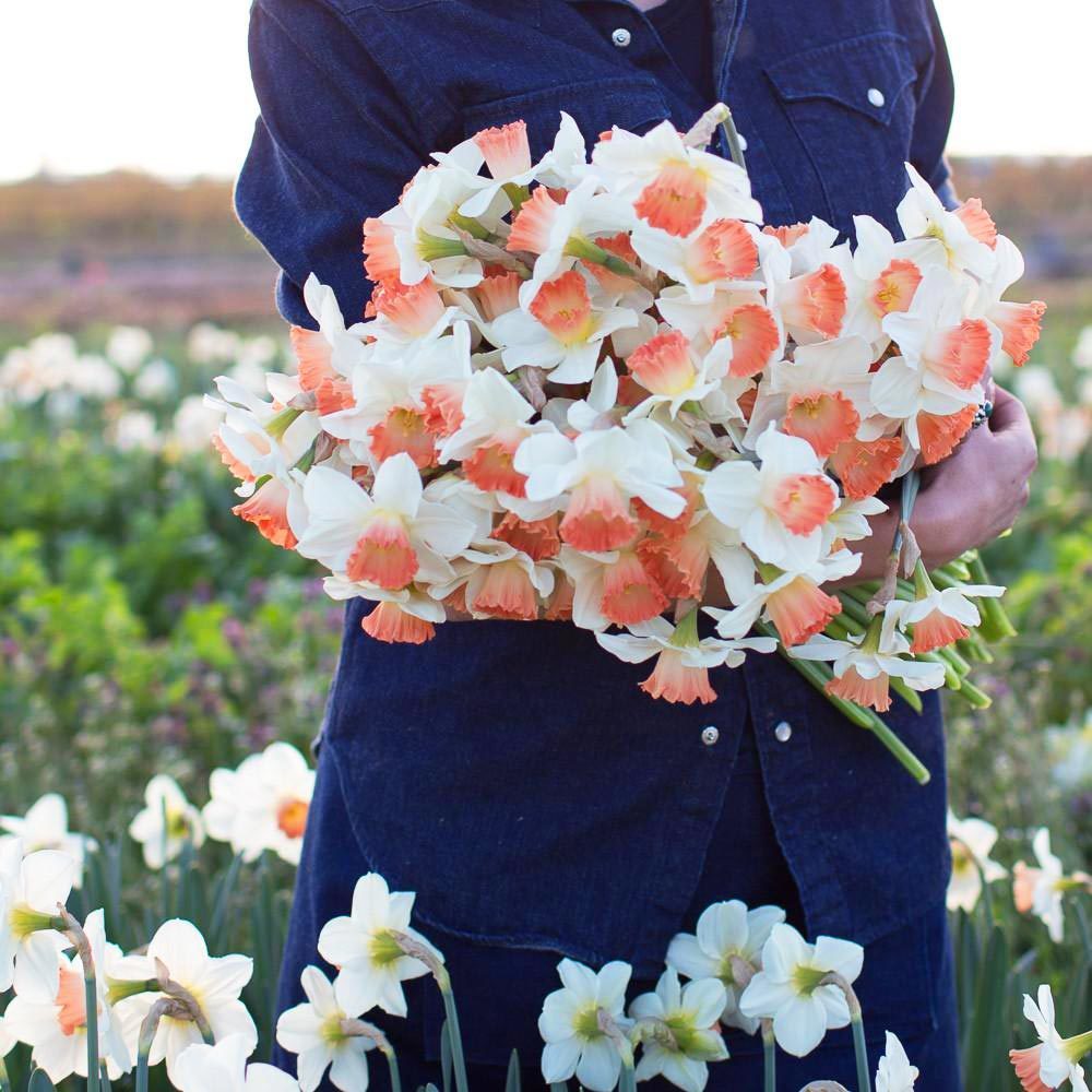 Pink Charm nergis soğanı hoş kokulu 5 adet