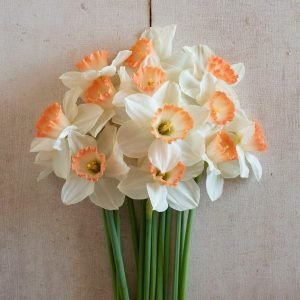 Pink Charm nergis soğanı hoş kokulu 5 adet