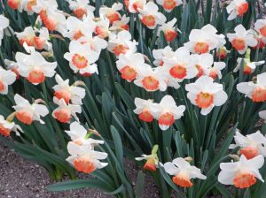 Pink Charm nergis soğanı hoş kokulu 5 adet