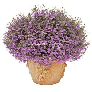 Leylak sarkan lobelya tohumu lobelia pendula çiçek tohumu