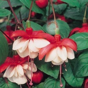 Küpeli çiçeği fidesi fuchsia matt busby iri katmerli çiçekli