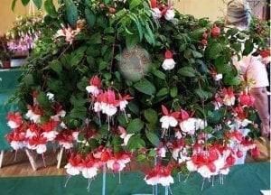 Küpeli çiçeği fidesi fuchsia matt busby iri katmerli çiçekli