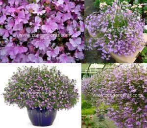 Leylak sarkan lobelya tohumu lobelia pendula çiçek tohumu