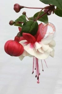 Küpeli çiçeği fidesi fuchsia matt busby iri katmerli çiçekli