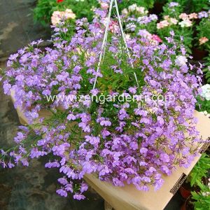 Leylak sarkan lobelya tohumu lobelia pendula çiçek tohumu