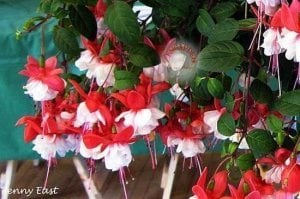 Küpeli çiçeği fidesi fuchsia matt busby iri katmerli çiçekli