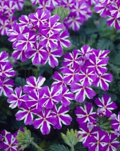 Mor yıldız sarkan mine fidesi verbena samira 3 fide